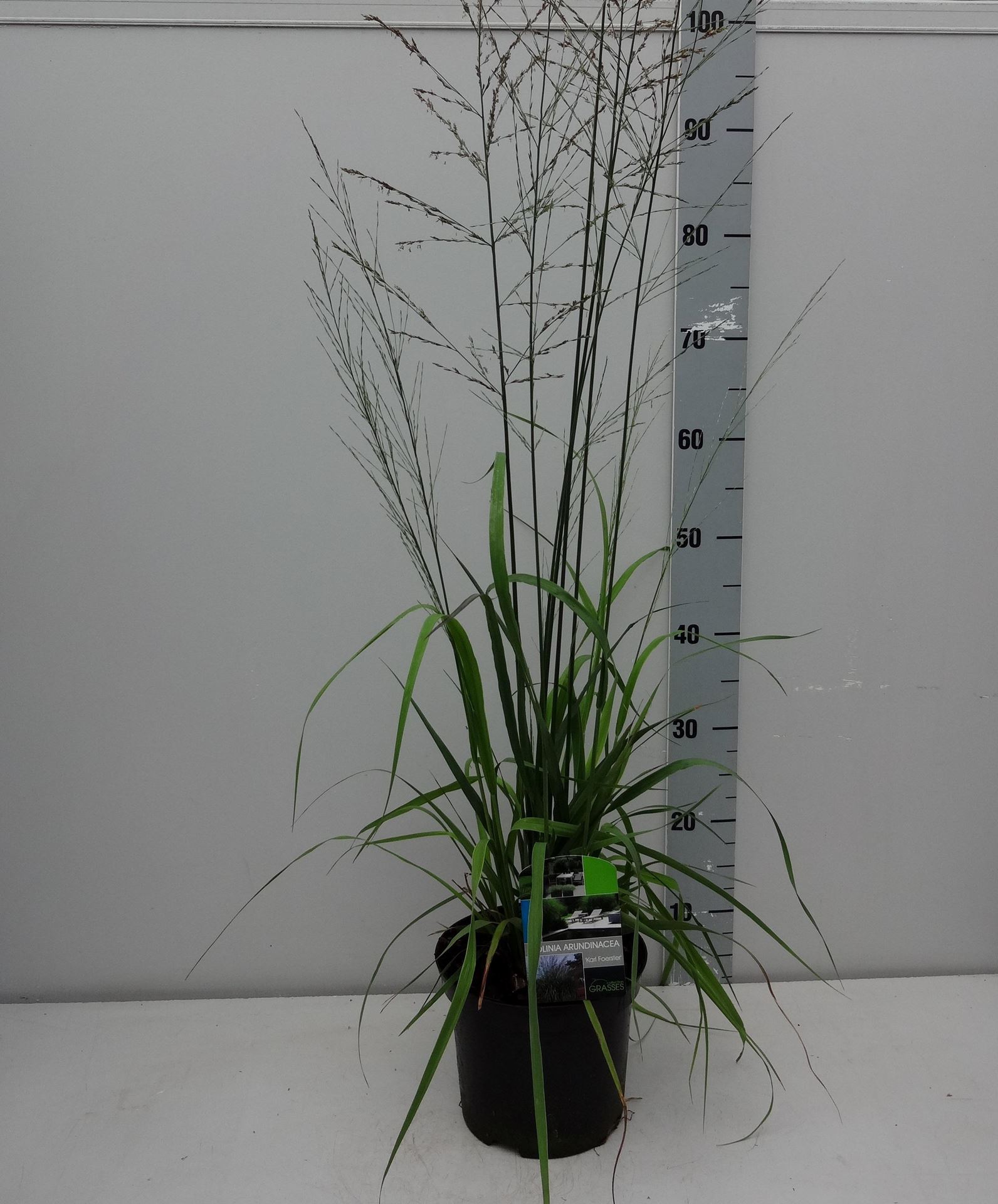 Molinia arundinacea'Karl Foerster'- pot 3L afbeelding