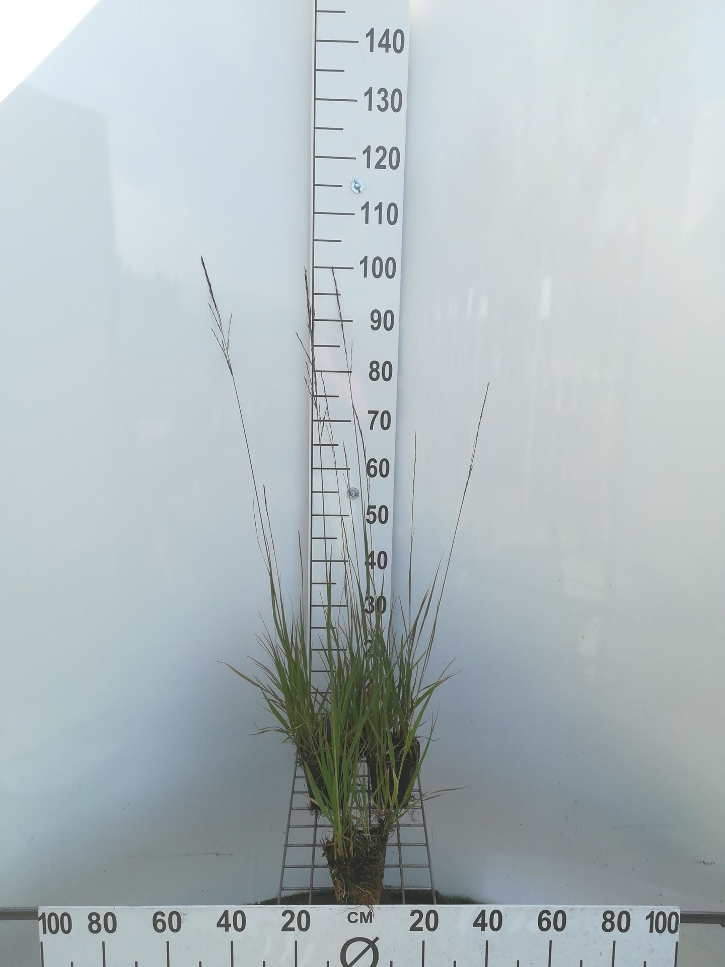 Molinia arundinacea - pot 9x9 cm afbeelding