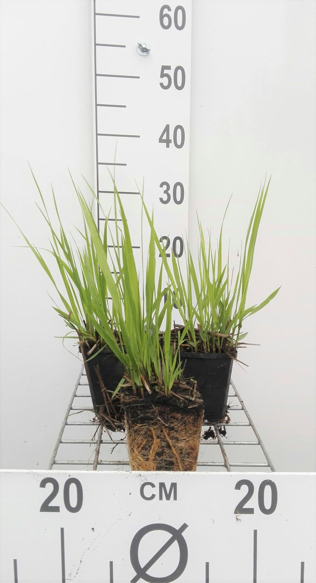Molinia arundinacea'Transparent'- pot 9x9 cm - Pijpenstrootje afbeelding