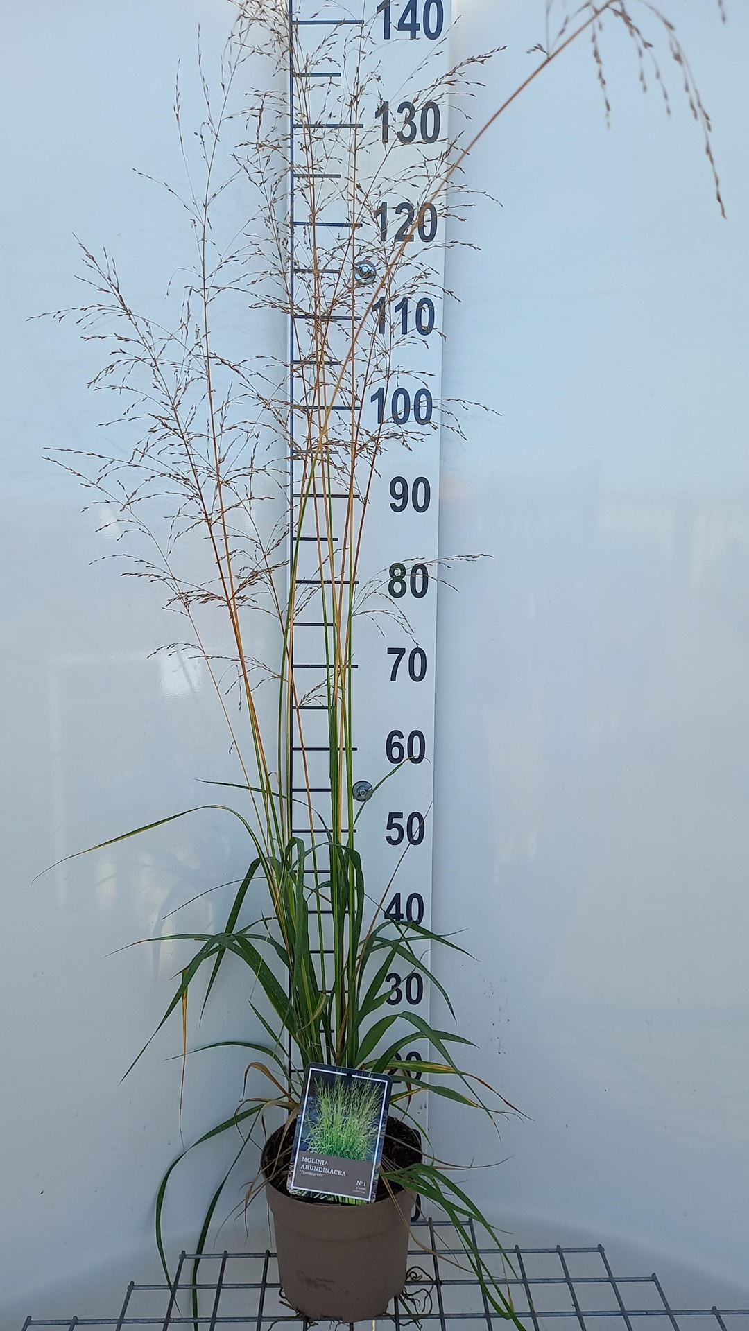 Molinia arundinacea'Transparent'- pot 3L afbeelding