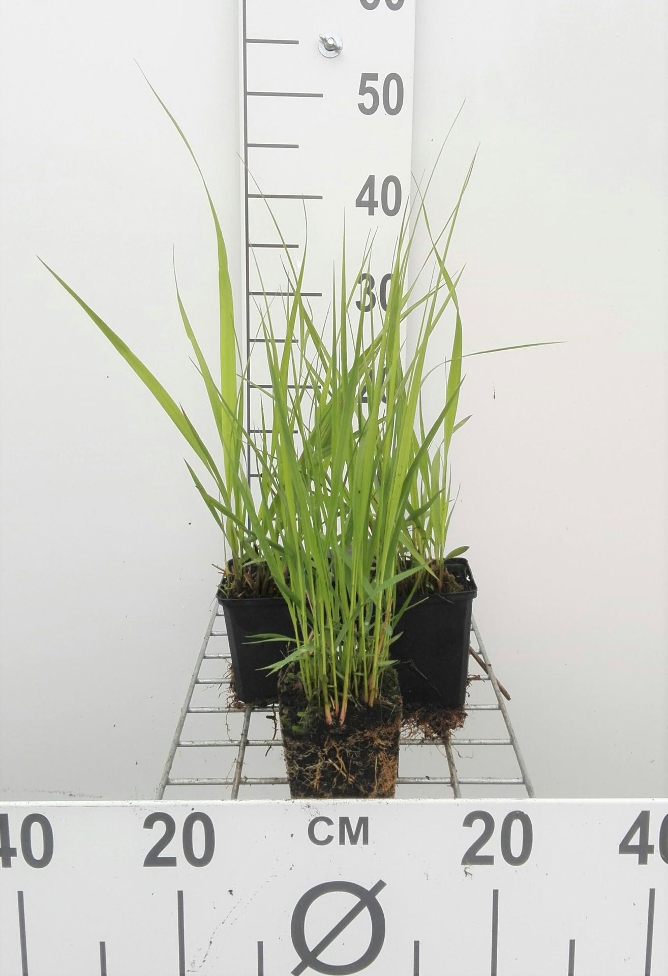 Molinia arundinacea'Windspiel'- pot 9x9 cm afbeelding