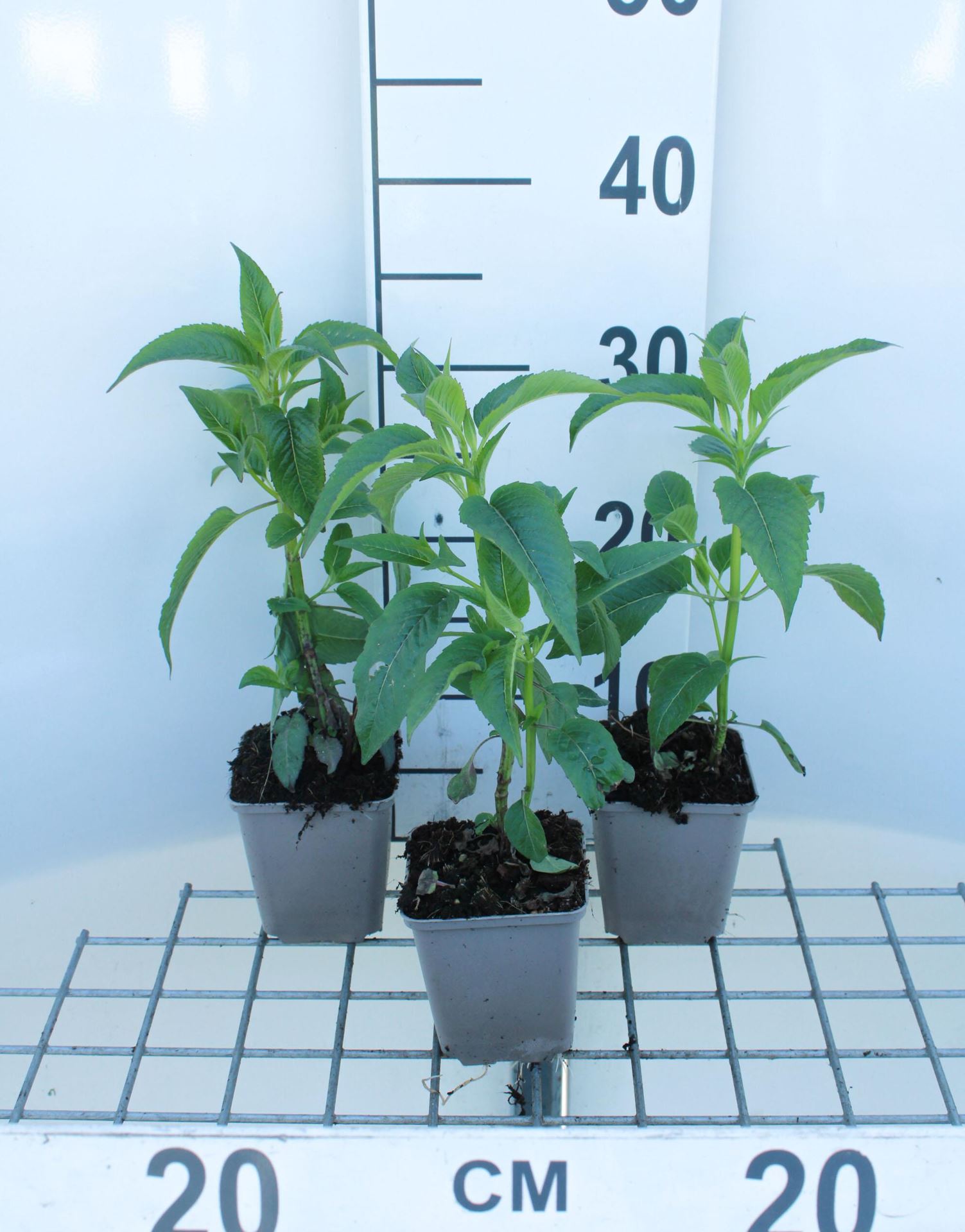 Monarda'Beauty of Cobham'- pot 9x9 cm afbeelding