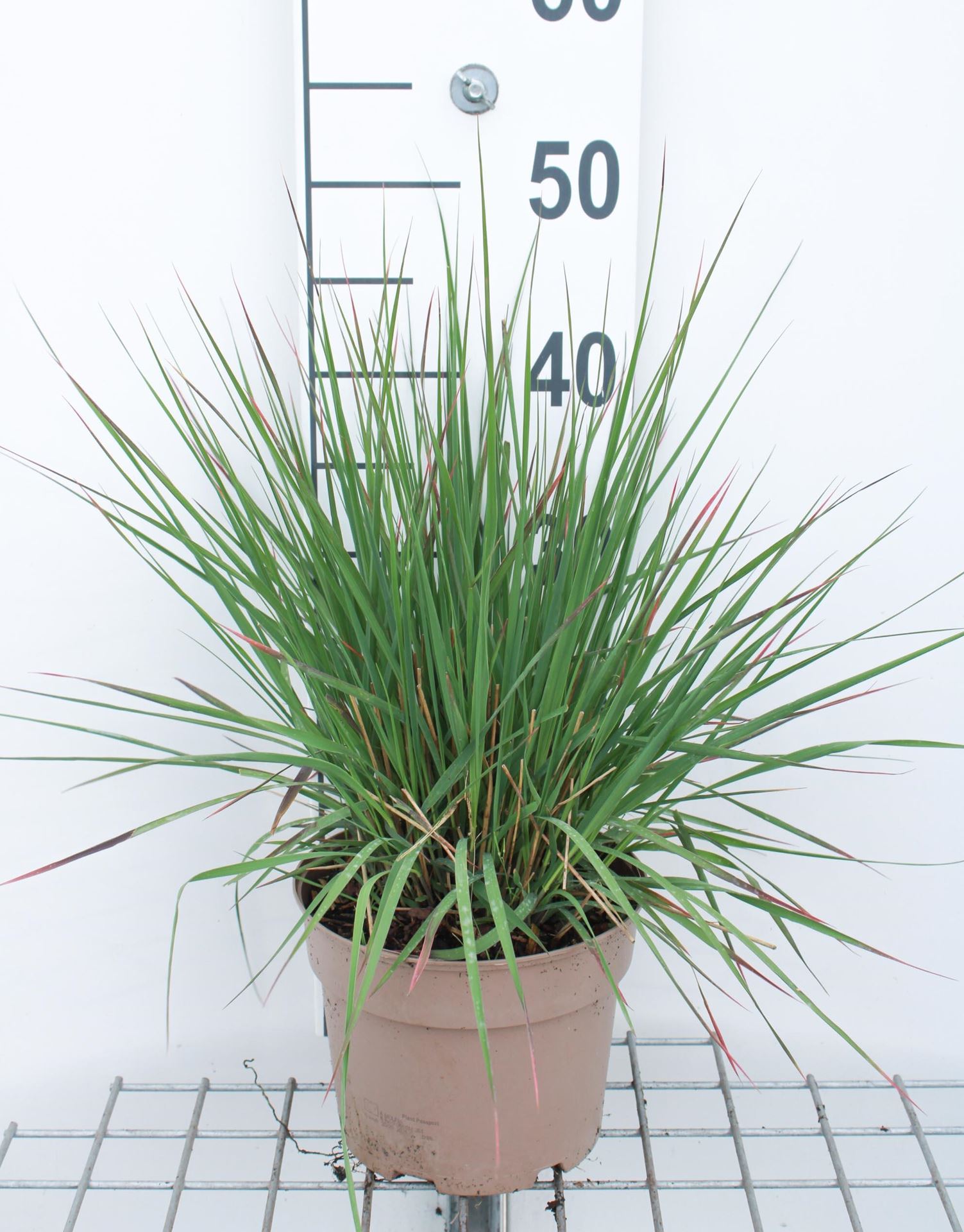 Molinia caerulea'Edith Dudszus'- pot 3L afbeelding