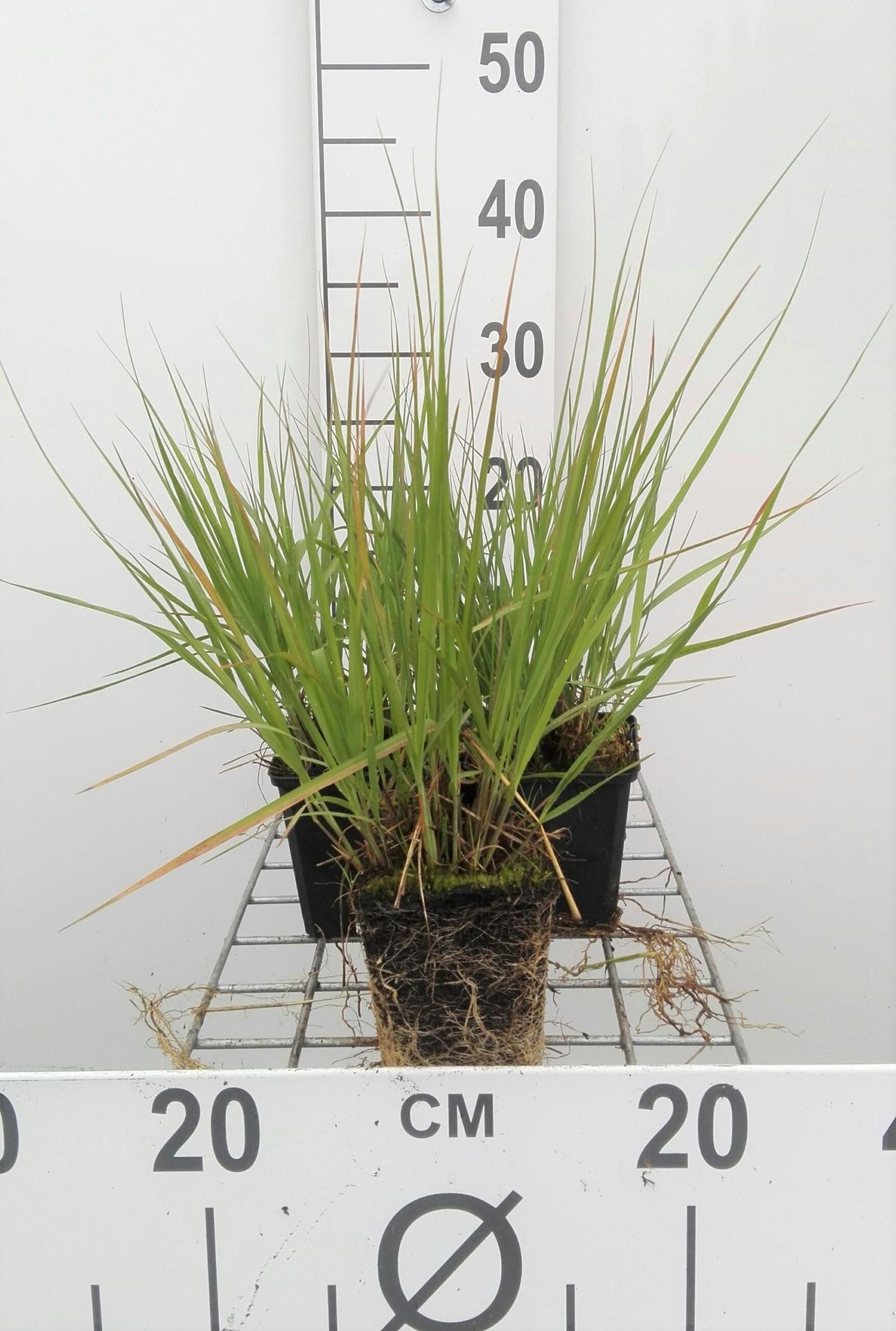 Molinia caerulea'Heidebraut'- pot 9x9 cm - Pijpenstrootje afbeelding
