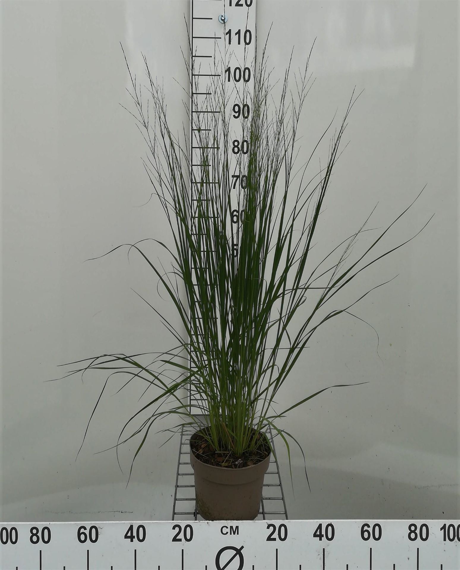 Molinia caerulea'Heidebraut'- pot 3L afbeelding