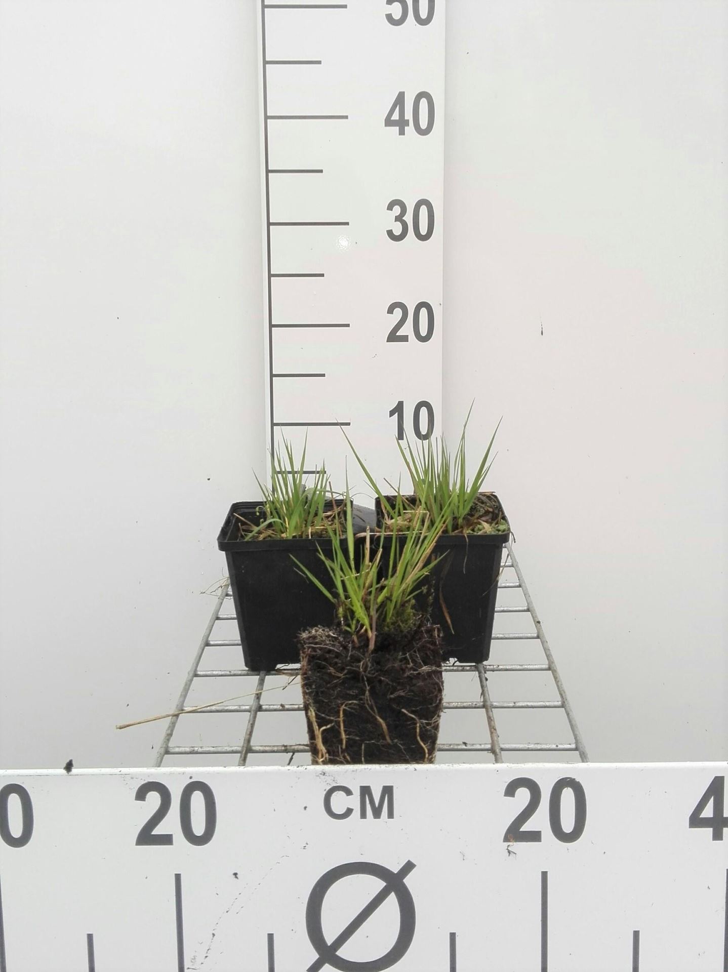 Molinia caerulea'Moorhexe'- pot 9x9 cm afbeelding