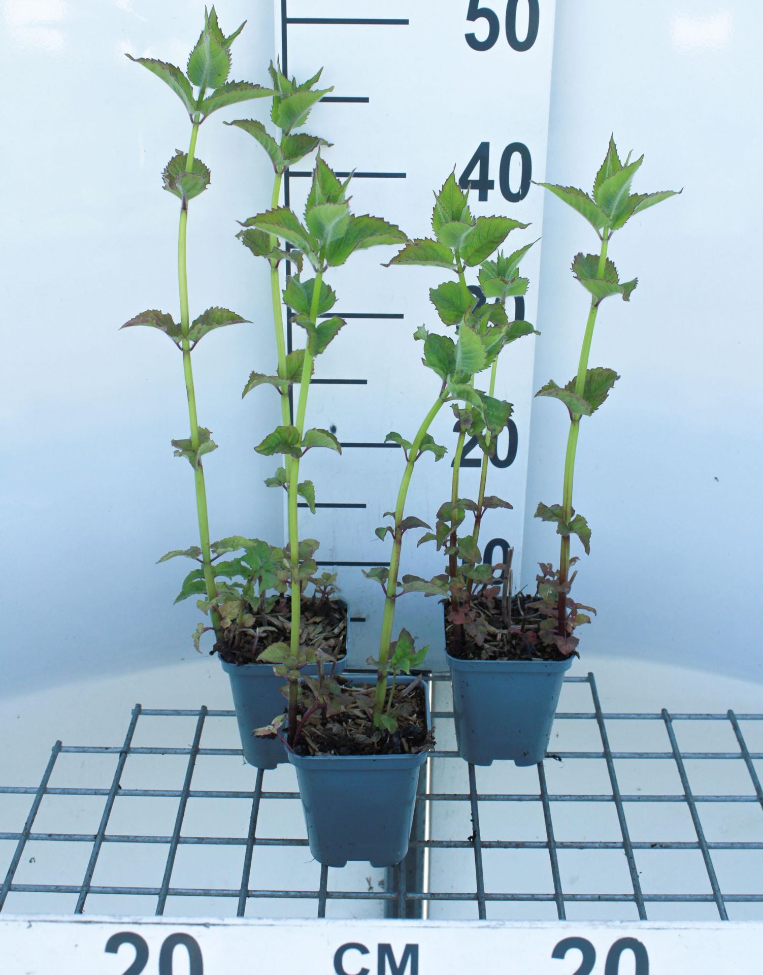 Monarda'Cambridge Scarlet'- pot 9x9 cm (Bergamotplant) - Bergamotplant afbeelding