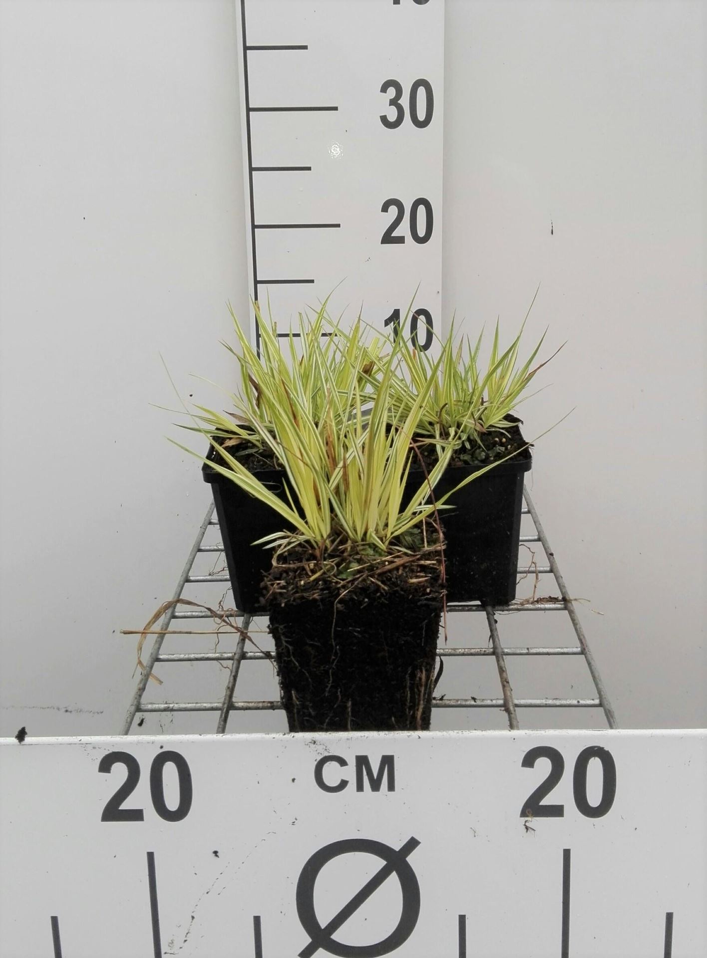 Molinia caerulea'Variegata'- pot 9x9 cm afbeelding