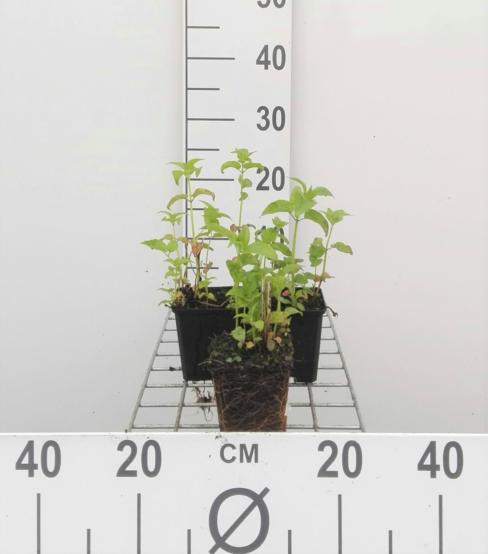Monarda'Prärienacht'- pot 9x9 cm afbeelding