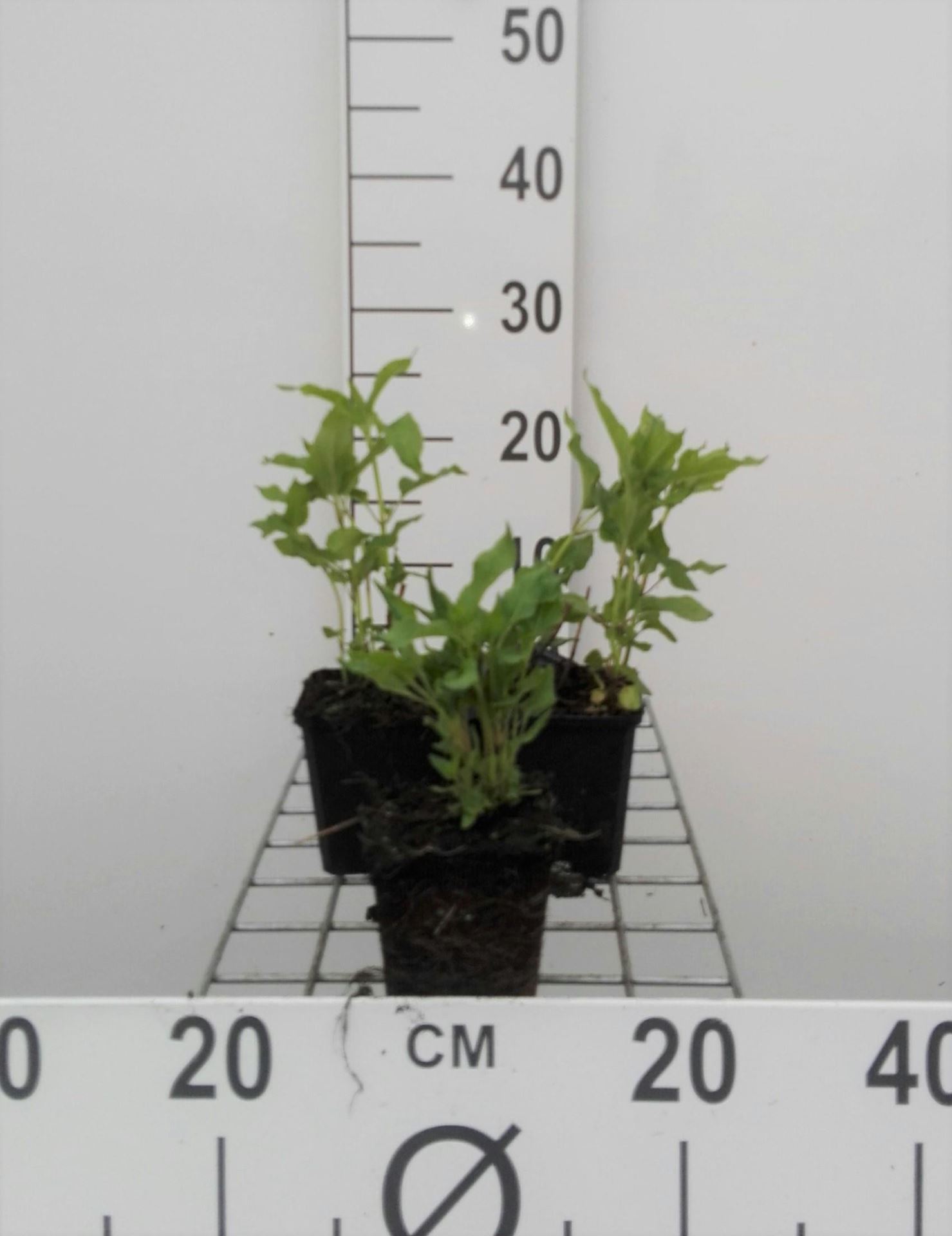 Monarda'Schneewittchen'- pot 9x9 cm afbeelding
