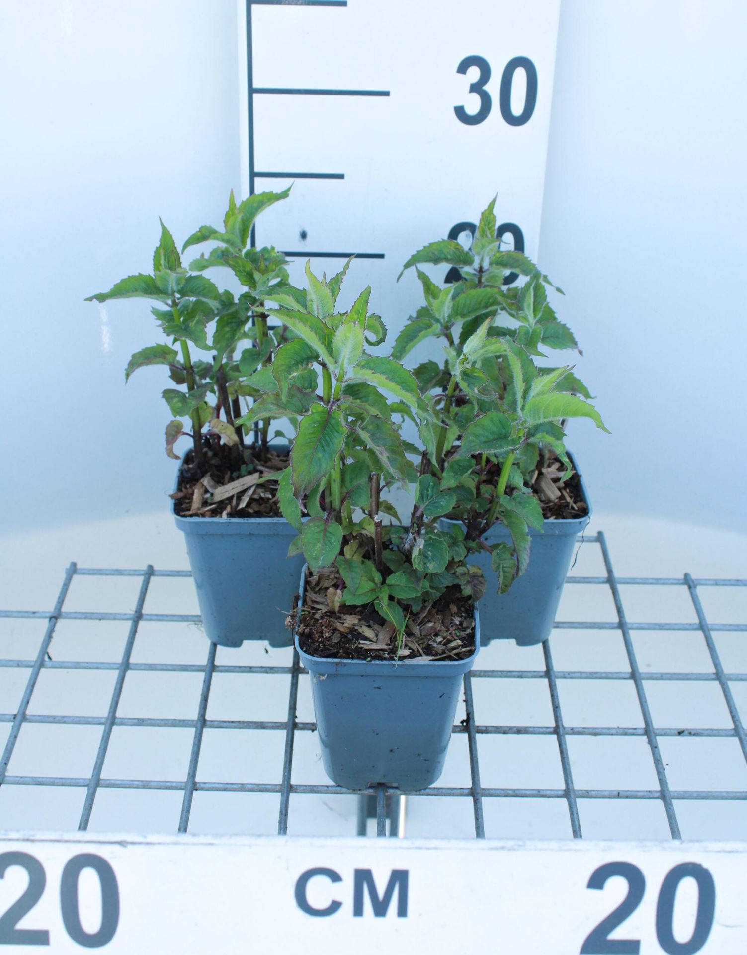 Monarda'Scorpion'- pot 9x9 cm afbeelding