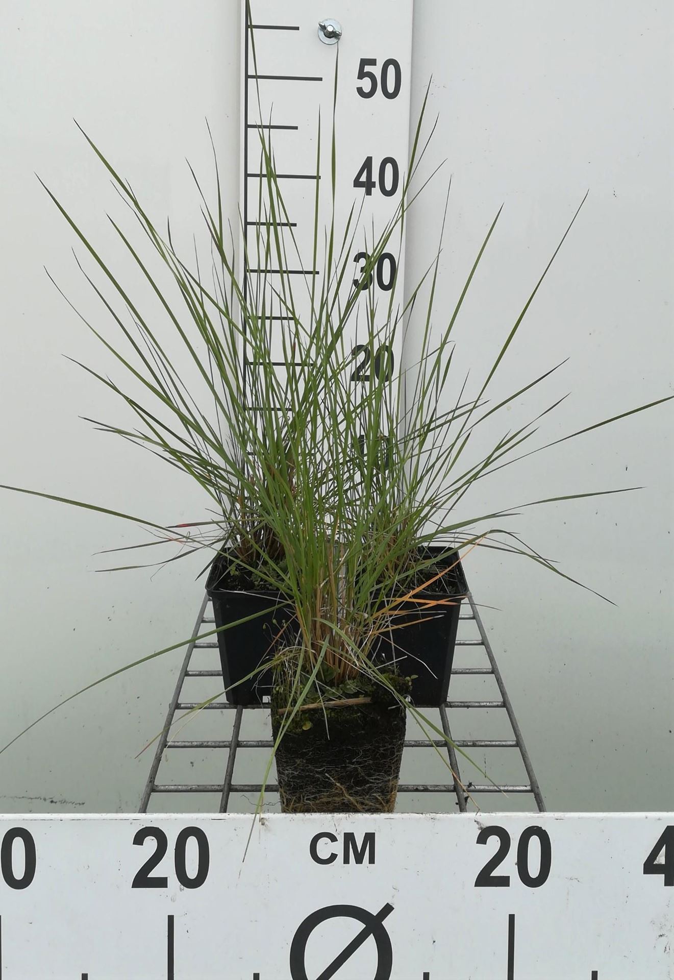 Muhlenbergia capillaris - pot 9x9 cm - Muhlenbergia afbeelding