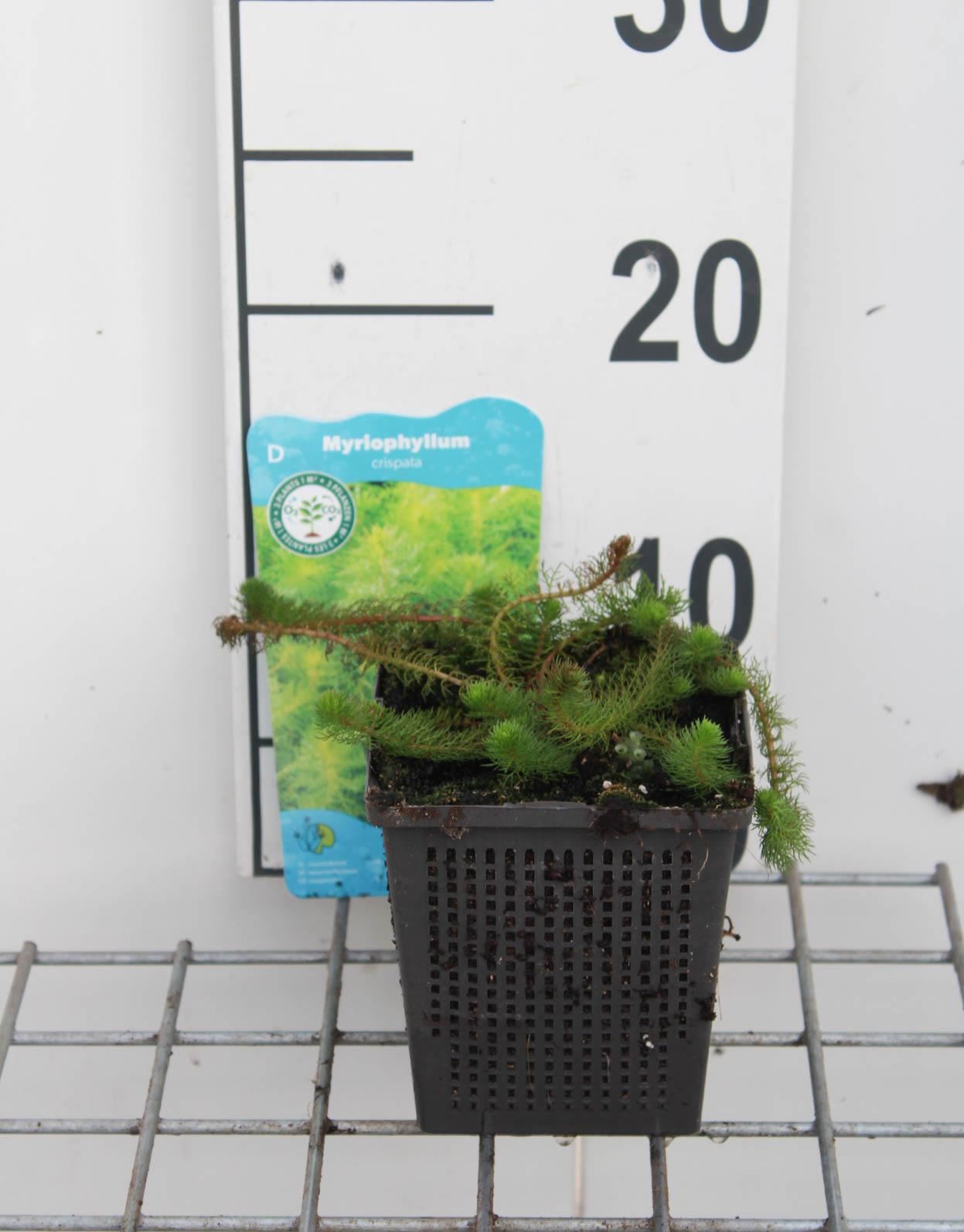 Myriophyllum crispatum - pot 11x11 cm afbeelding