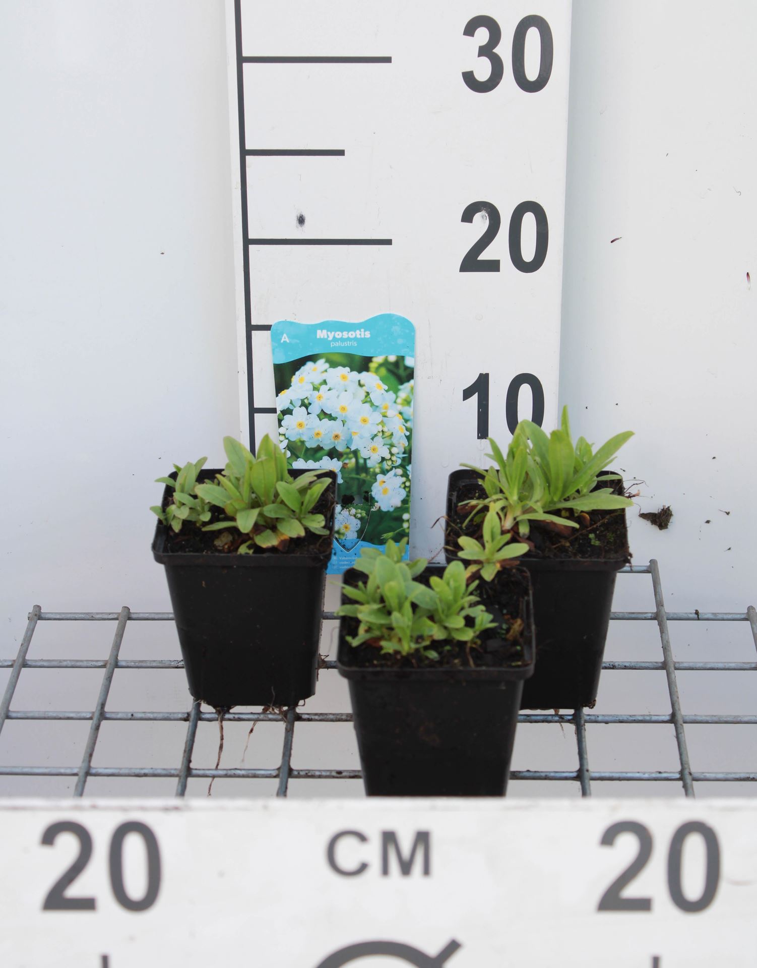 Myosotis palustris - pot 9x9 cm - Moerasvergeet-mij-nietje afbeelding