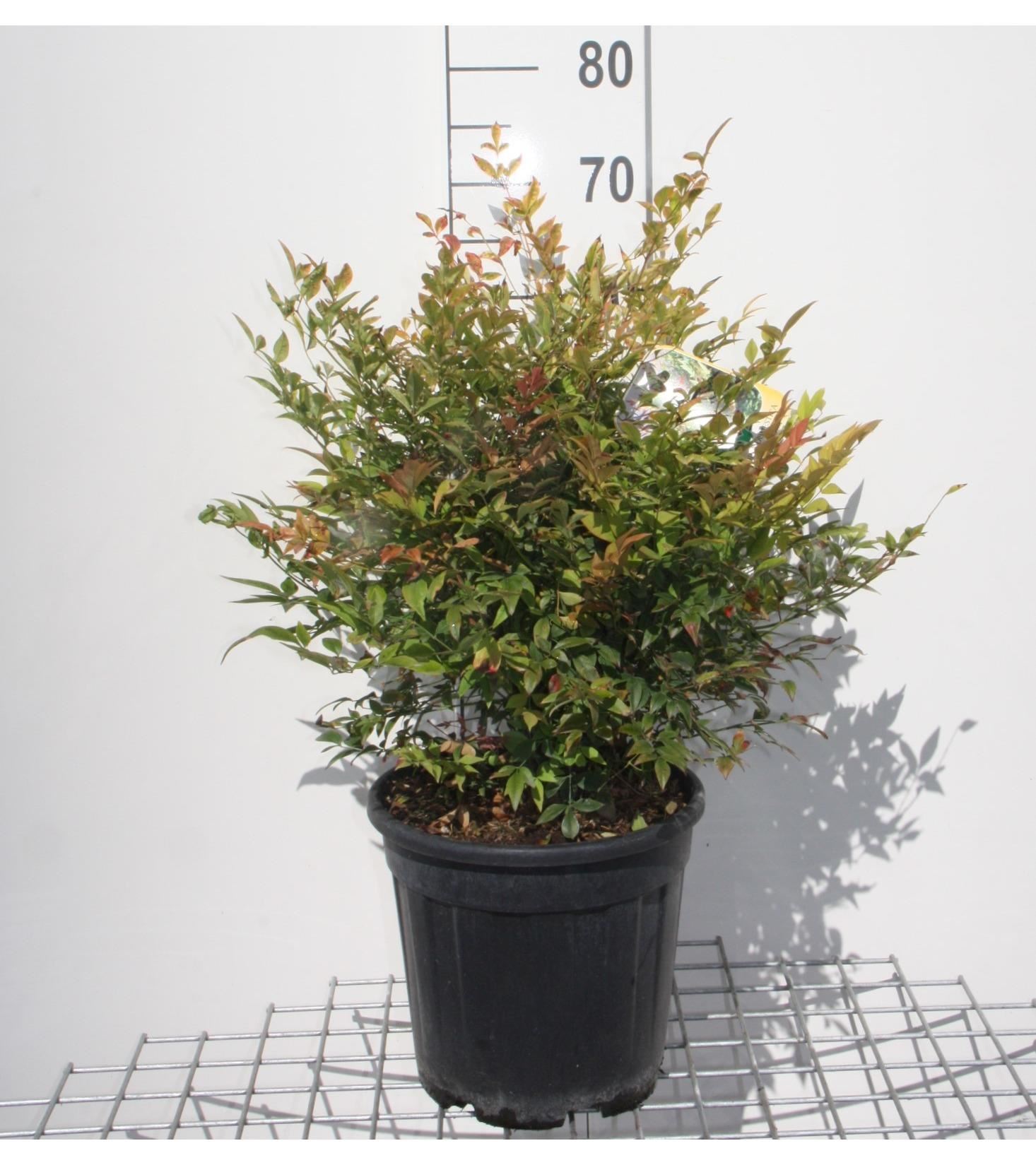 Nandina domestica'Gulf Stream'- pot 10L - 40-50 cm afbeelding