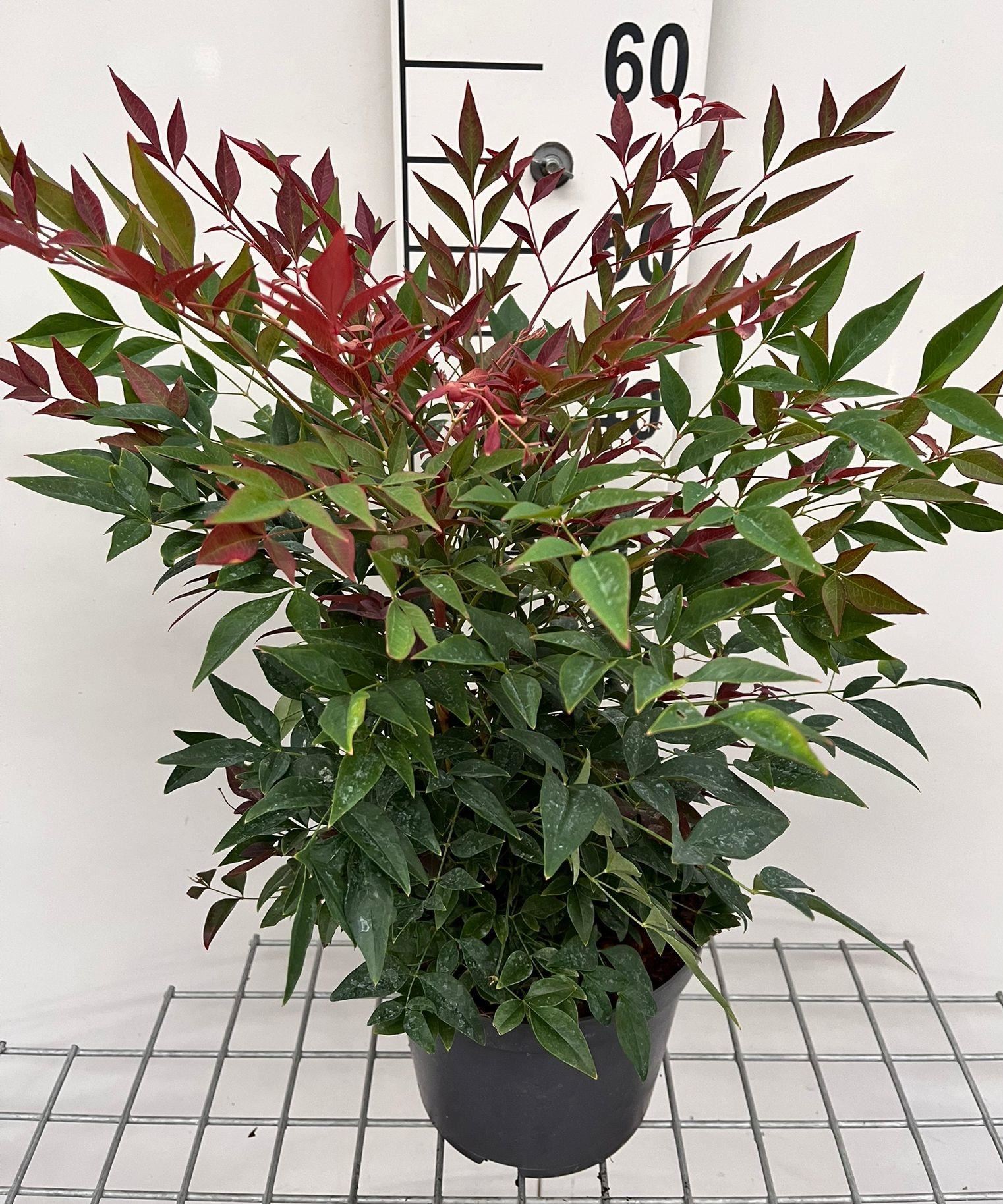 Nandina domestica'Seika'(Obsessed) - pot - 25-30 cm - afbeelding