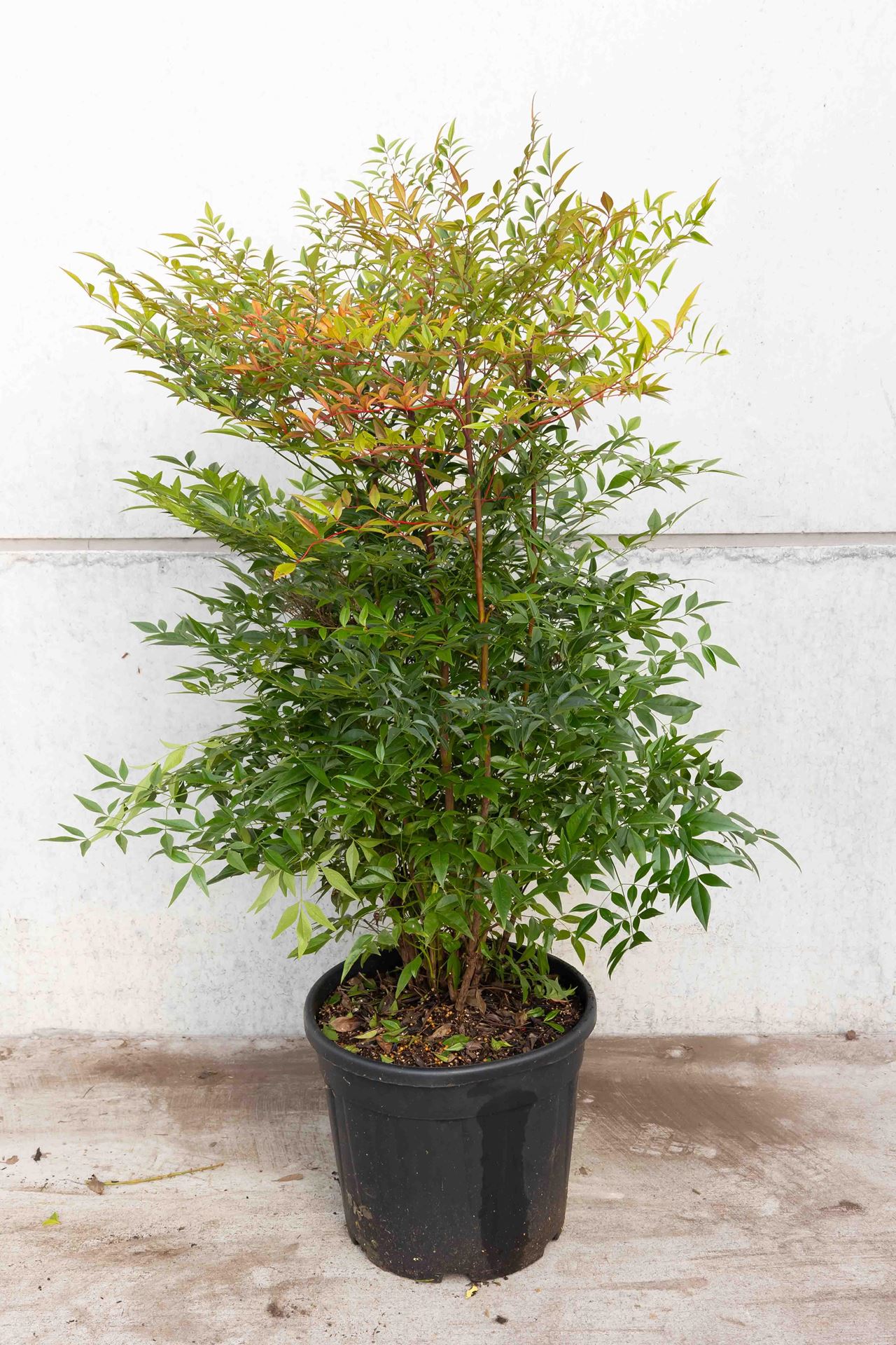 Nandina domestica - pot 30L - 100-125 cm afbeelding