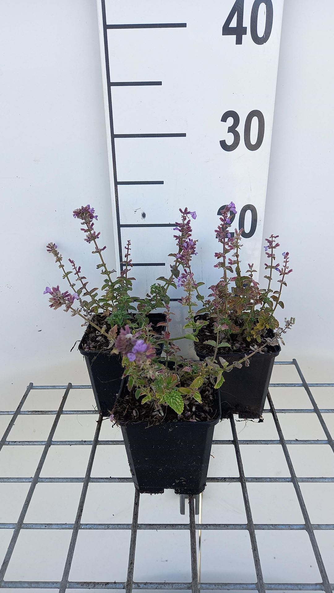 Nepeta'Cat's Pajamas'- pot 9x9 cm afbeelding