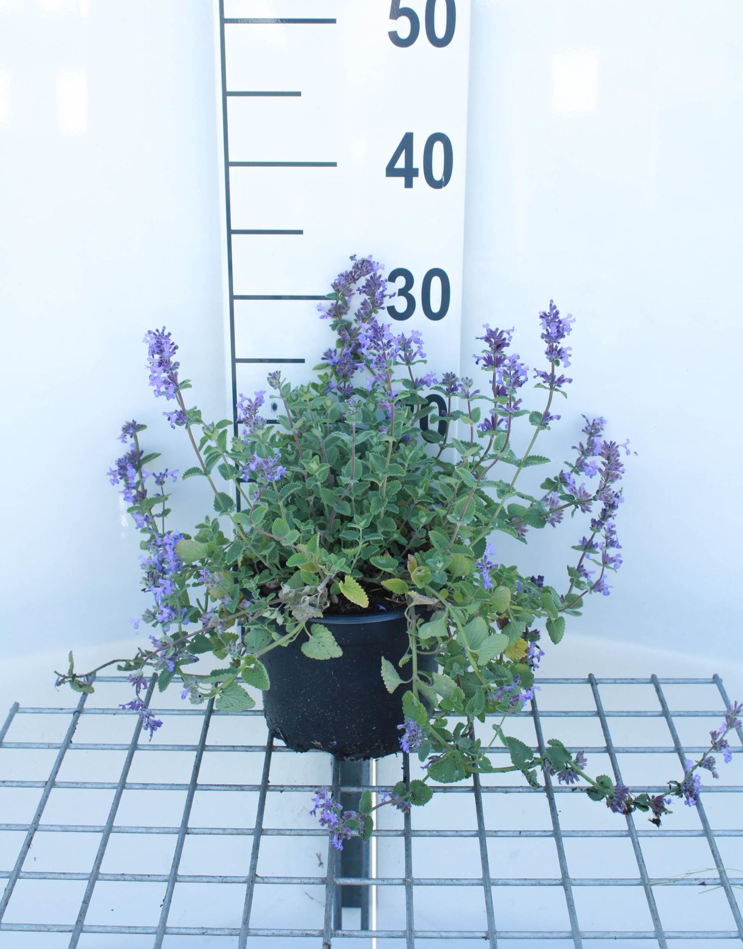 Nepeta x faassenii - pot 2L - Grijs kattenkruid afbeelding