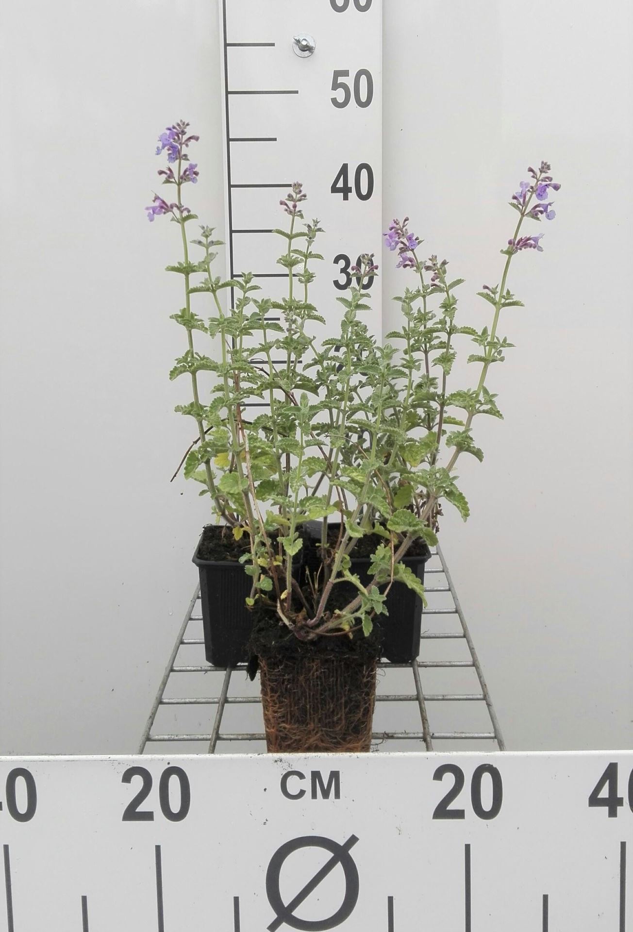 Nepeta'Six Hills Giant'- pot 9x9 cm - Kattekruid afbeelding