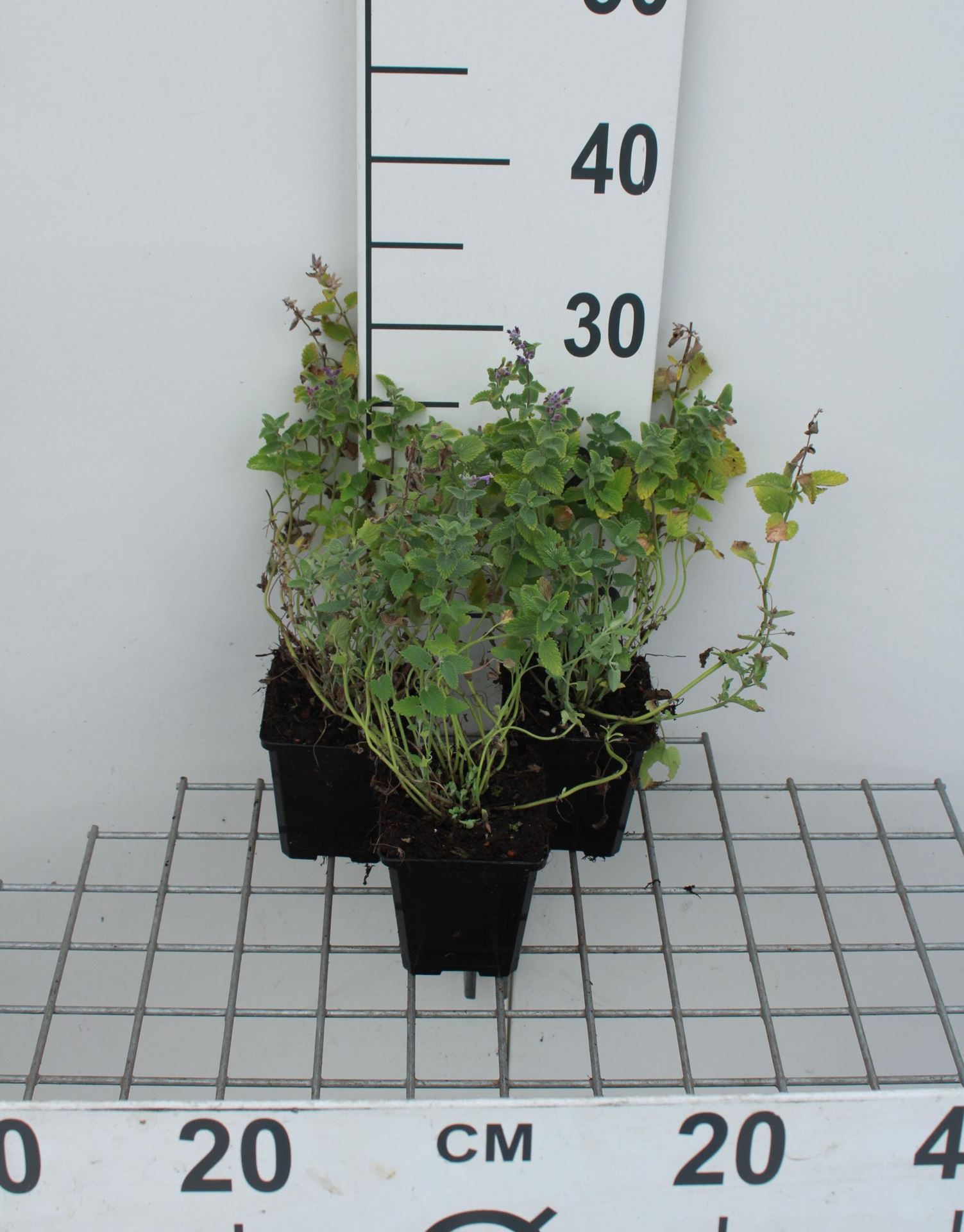 Nepeta mussinii - pot 9x9 cm afbeelding