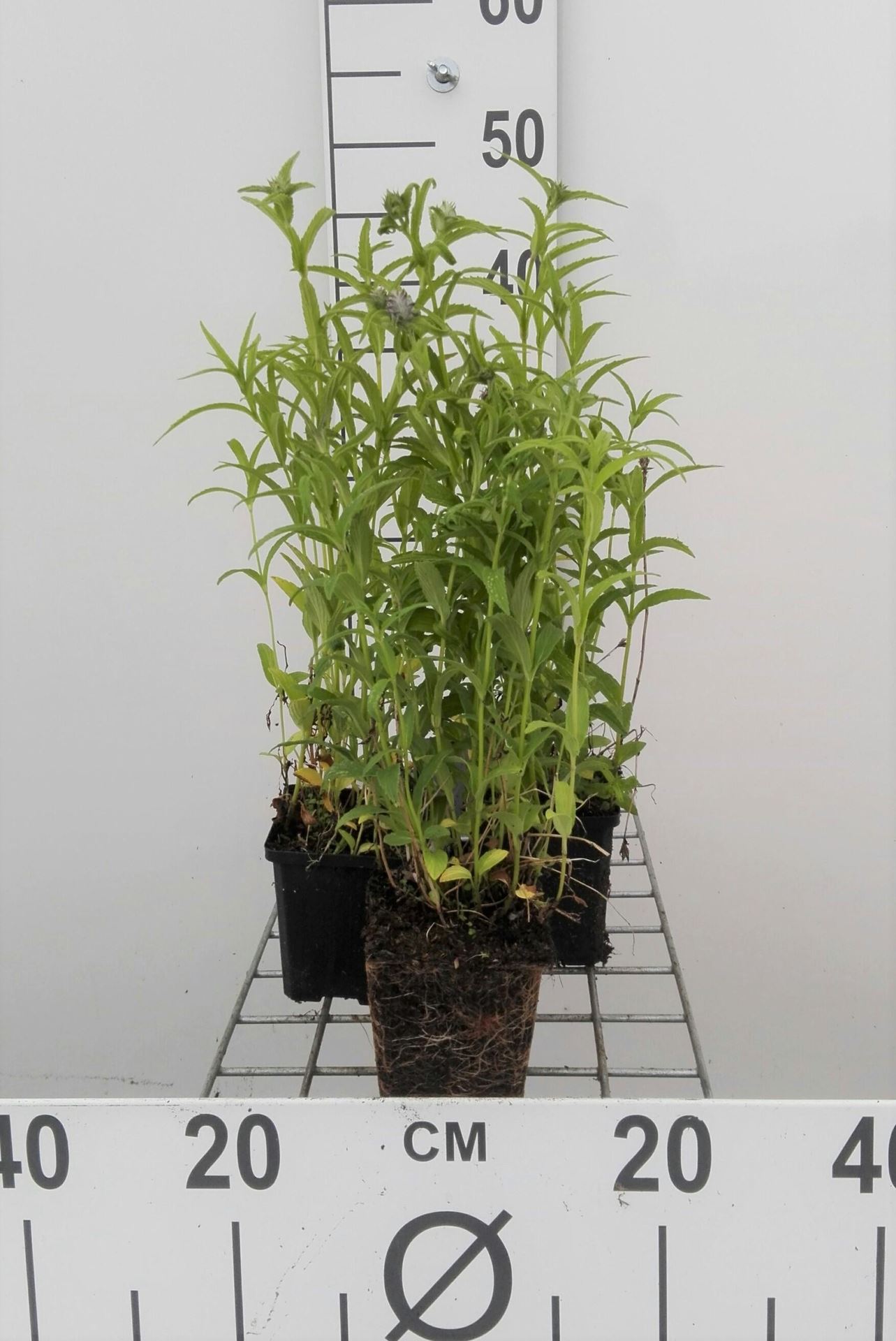 Nepeta nervosa - pot 9x9 cm afbeelding