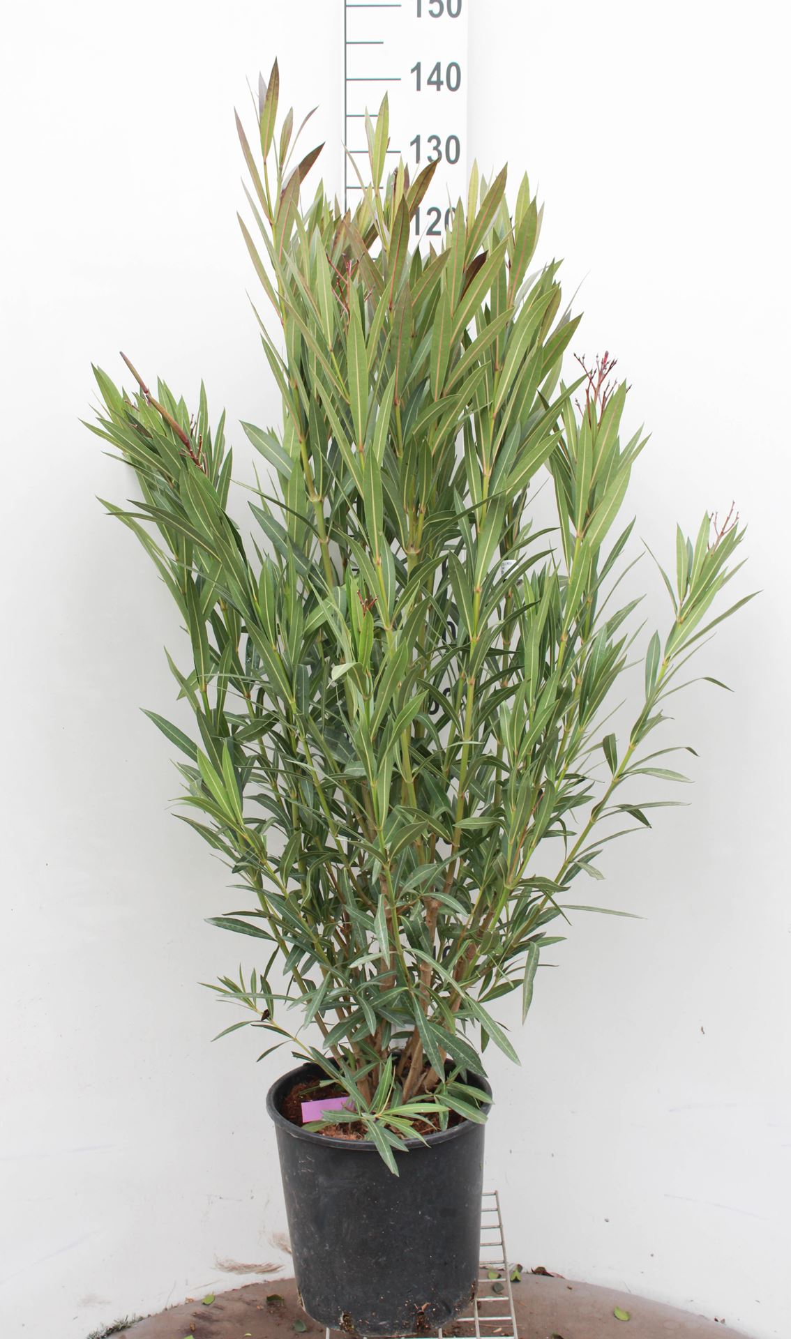 Nerium oleander - pot 18L - 100-125 cm afbeelding