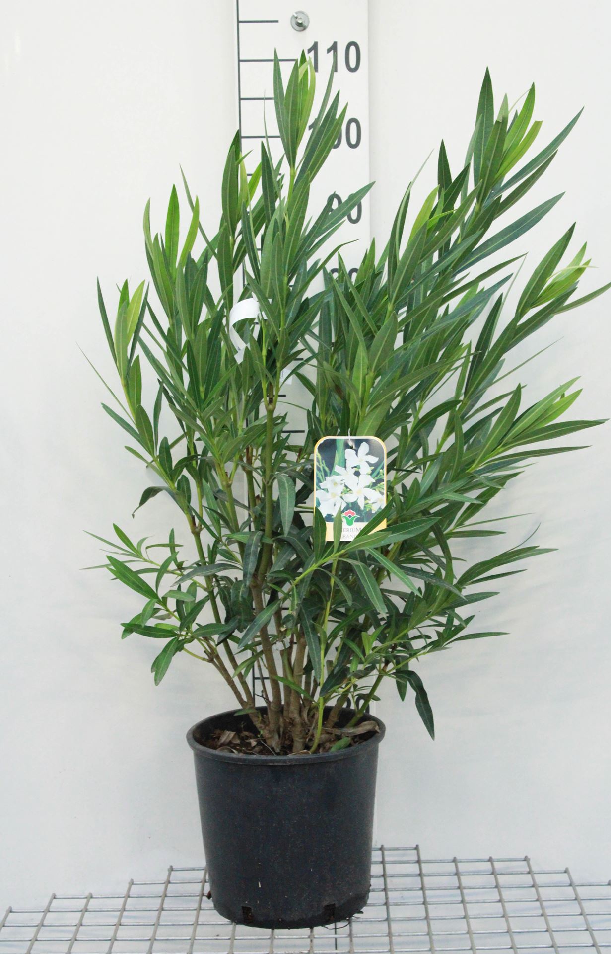 Nerium oleander - pot 10L - 60-80 cm afbeelding