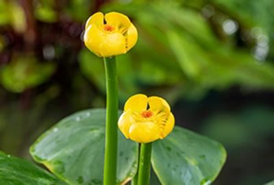 Nuphar lutea - pot 3L