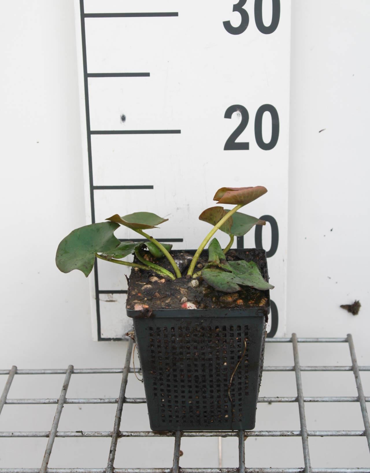 Nymphaea alba - pot 3L afbeelding