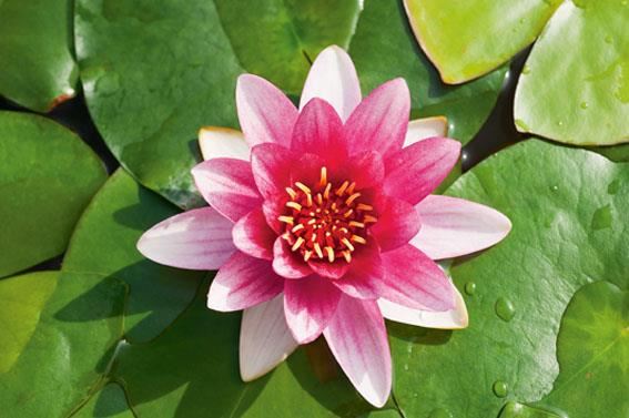 Nymphaea'Attraction'- pot 11x11 cm afbeelding