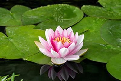 Nymphaea'Attraction'- pot 3L afbeelding