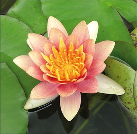 Nymphaea 'Aurora' - pot 11x11 cm