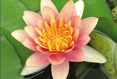 Nymphaea 'Aurora' - pot 3L