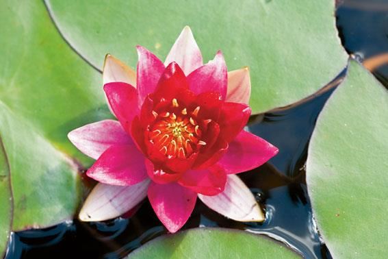 Nymphaea'Burgundy Princess'- pot 11x11 cm afbeelding