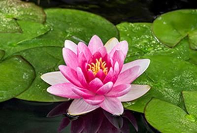 Nymphaea'Charles de Meurville'- pot 11x11 cm afbeelding