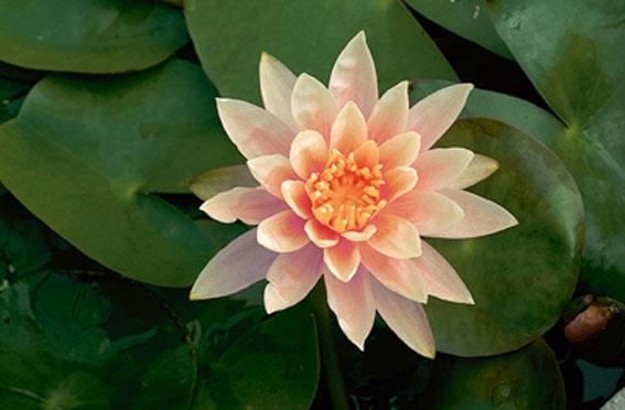 Nymphaea 'Colorado' - pot 3L