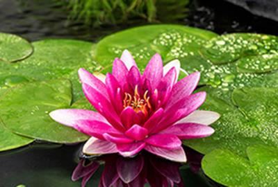 Nymphaea'Escarboucle'- pot 11x11 cm afbeelding