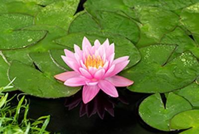 Nymphaea'Firecrest'- pot 3L afbeelding
