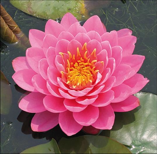 Nymphaea 'Fire Opal' - pot 11x11 cm