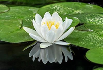 Nymphaea'Gladstoniana'- pot 11x11 cm afbeelding