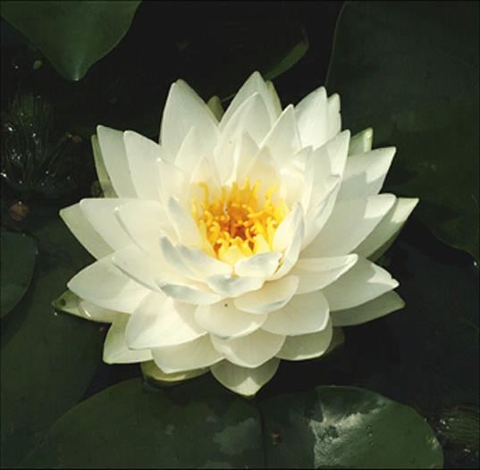 Nymphaea 'Gonnère' - pot 11x11 cm