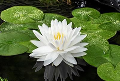 Nymphaea'Gonnère'- pot 3L afbeelding