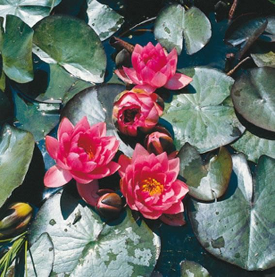 Nymphaea'James Brydon'- pot 11x11 cm afbeelding