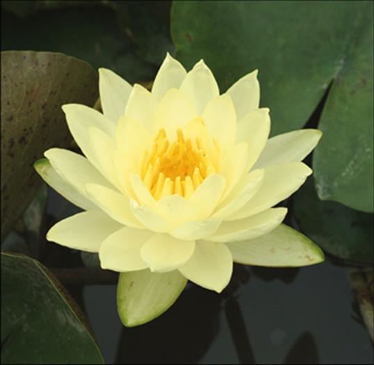 Nymphaea'Joey Tomocick'- pot 11x11 cm afbeelding