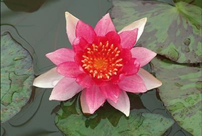 Nymphaea'Laydekeri Lilacea'- pot 3L afbeelding