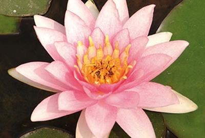 Nymphaea'Marliacea Carnea'- pot 11x11 cm afbeelding