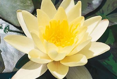 Nymphaea'Marliacea Chromatella'- pot 3L afbeelding