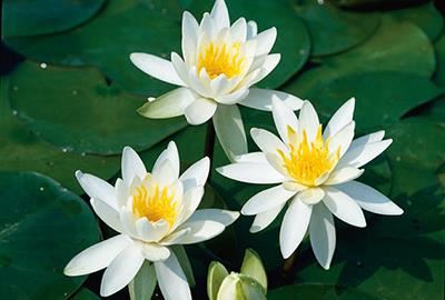 Nymphaea odorata - pot 11x11 cm afbeelding