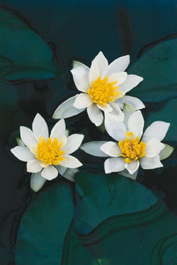Nymphaea'Pygmaea Alba'- pot 11x11 cm afbeelding
